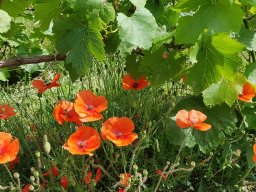 Champagne Herve Brisson &raquo; Nature et Vignes